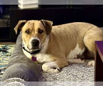 Small #5 Retriever  Mix