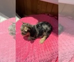 Small #3 Yorkshire Terrier