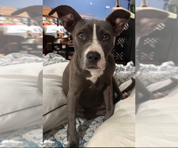 Medium Photo #1 Mutt Puppy For Sale in Wenonah, NJ, USA