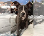 Erin   (2026) - Female Mutt Dog for Adoption - Small photo