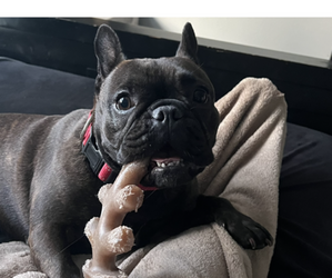 French Bulldog Puppy for Sale in FLEMING ISLAND, Florida USA