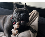 Small Photo #1 French Bulldog Puppy For Sale in FLEMING ISLAND, FL, USA