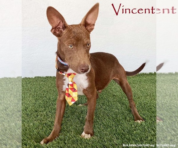 Medium Photo #1 Australian Kelpie-Chihuahua Mix Puppy For Sale in San Diego, CA, USA