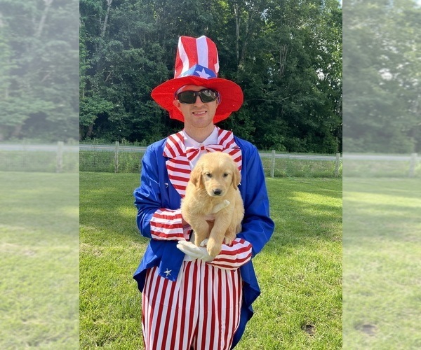 Medium Photo #3 Golden Retriever Puppy For Sale in NEOLA, WV, USA