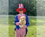 Small #2 Golden Retriever