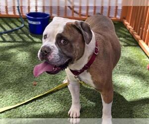 Bulldog-Unknown Mix Dogs for adoption in Las Vegas, NV, USA