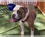 Small Bulldog Mix