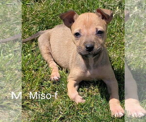 Chihuahua-Rhodesian Ridgeback Mix Dogs for adoption in San Bernardino, CA, USA