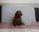 Puppy 3 Goldendoodle-Poodle (Standard) Mix