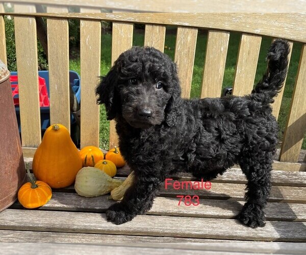 Medium Photo #5 Goldendoodle-Poodle (Standard) Mix Puppy For Sale in CLARE, IL, USA