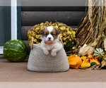 Puppy Charlie Cardigan Welsh Corgi