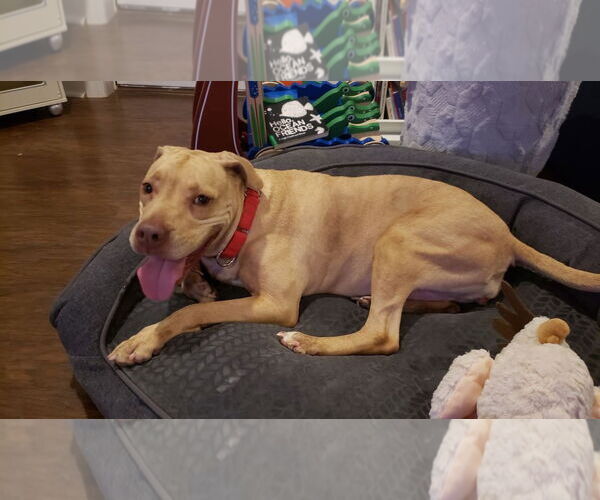 Medium Photo #48 American Pit Bull Terrier-Unknown Mix Puppy For Sale in Oakhurst, NJ, USA