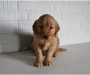 Golden Retriever Puppy for sale in MILLERSBURG, OH, USA