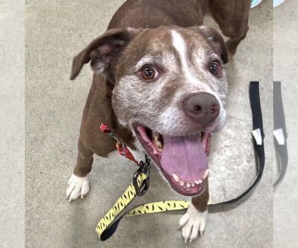 Medium Photo #3 American Pit Bull Terrier-Staffordshire Bull Terrier Mix Puppy For Sale in Batavia, OH, USA