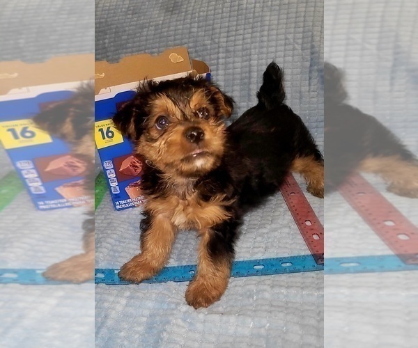 Medium Photo #24 Yorkshire Terrier Puppy For Sale in AKRON, OH, USA