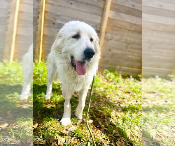 Medium Photo #6 Great Pyrenees Puppy For Sale in Spring, TX, USA