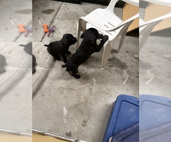 Medium Photo #5 Cane Corso Puppy For Sale in CORONA, CA, USA