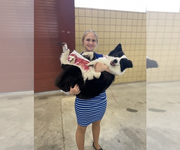 Medium Photo #1 Border Collie Puppy For Sale in JACKSON, MI, USA