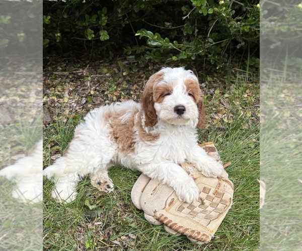 Medium Photo #3 Goldendoodle (Miniature) Puppy For Sale in MIDDLEBURY, IN, USA