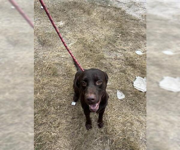Medium Photo #1 Labrador Retriever-Unknown Mix Puppy For Sale in Houston, TX, USA