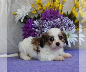 Cavachon Puppy for sale in GORDONVILLE, PA, USA