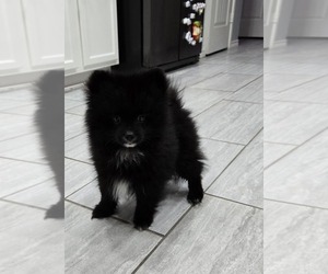 Pomeranian Puppy for sale in HARKER HEIGHTS, TX, USA