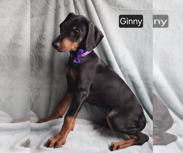 Medium Photo #3 Doberman Pinscher Puppy For Sale in POMEROY, OH, USA