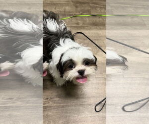 Shih Tzu Dogs for adoption in Wheaton, IL, USA