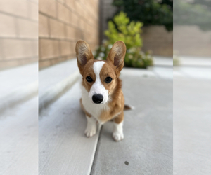 Medium Pembroke Welsh Corgi