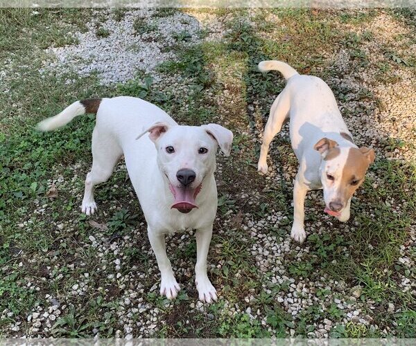 Medium Photo #3 Labrador Retriever-Unknown Mix Puppy For Sale in Harrison, AR, USA