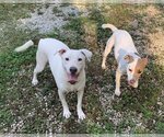 Small Photo #3 Labrador Retriever-Unknown Mix Puppy For Sale in Harrison, AR, USA