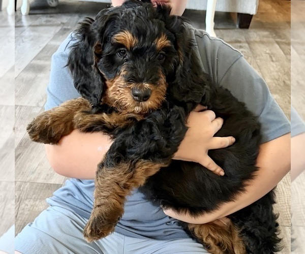Medium Photo #6 Bernedoodle Puppy For Sale in O FALLON, MO, USA
