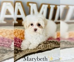 Small Photo #9 Maltipoo Puppy For Sale in MURFREESBORO, TN, USA