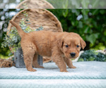 Small #3 Golden Retriever