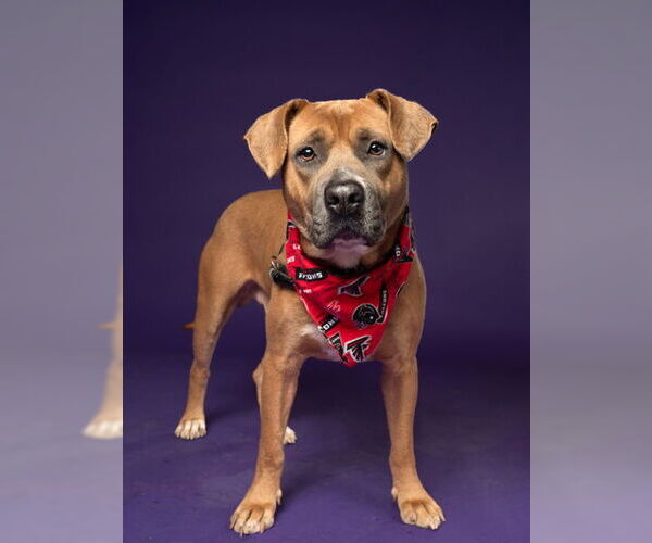 Medium Photo #1 American Bulldog-Unknown Mix Puppy For Sale in Rockaway, NJ, USA