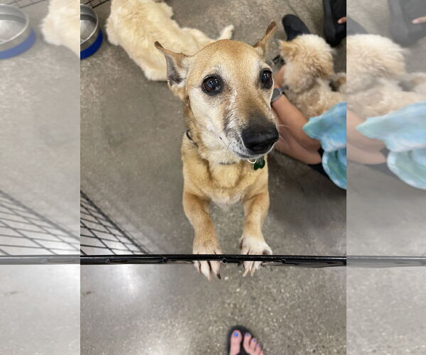 Medium Photo #1 Chihuahua-Unknown Mix Puppy For Sale in Victorville, CA, USA