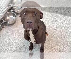 Mutt Dogs for adoption in Houston, TX, USA
