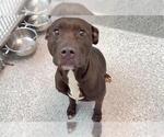 RUBY - Female Mutt Dog for Adoption - Small photo