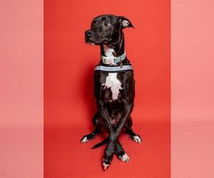 American Staffordshire Terrier Dogs for adoption in Fort Lauderdale, FL, USA