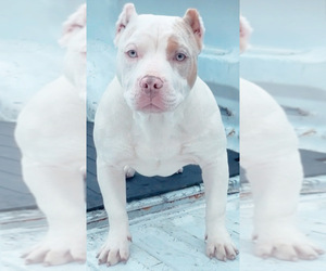 American Bully Puppy for Sale in CINCINNATI, Ohio USA