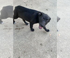 Labrador Retriever-Unknown Mix Dogs for adoption in The Woodlands, TX, USA