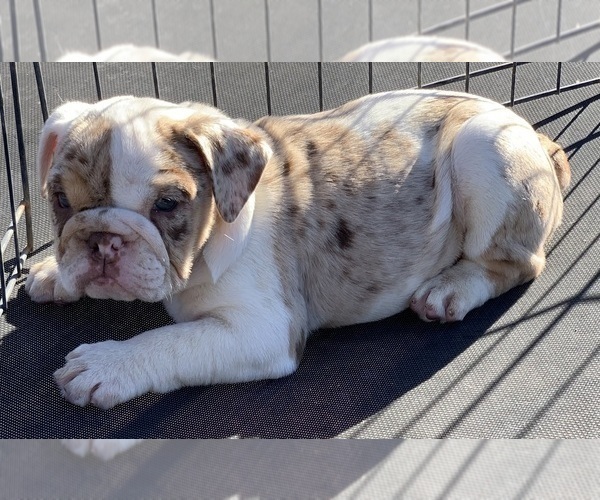 Medium Photo #1 English Bulldog Puppy For Sale in VICTORVILLE, CA, USA