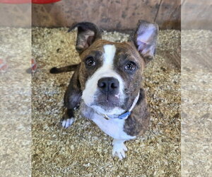 Pebbles (Tripod!) - Female Boxer-Unknown Mix Dog for Adoption - Photo #2