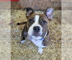 Small Photo #2 Boxer-Unknown Mix Puppy For Sale in Magnolia Springs, AL, USA