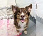 Small #1 Australian Shepherd Mix