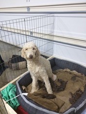 Mother of the Labradoodle puppies born on 11/14/2016