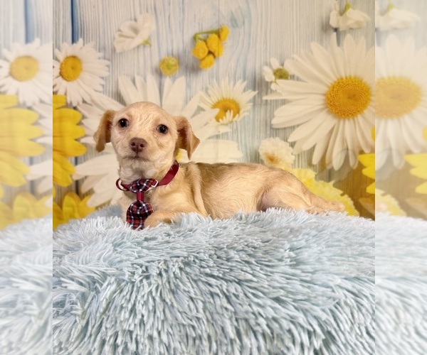 Medium Photo #7 Yorkiepoo mix (+ Poodle Toy) Puppy For Sale in RIPLEY, MS, USA