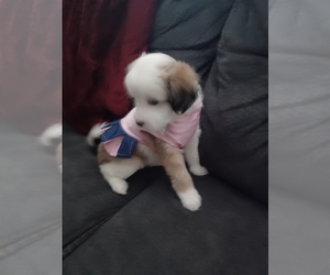 Chihuahua-Poodle (Toy) Mix Puppy for sale in WILMINGTON, IL, USA