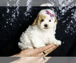 Puppy Rosa F1B Maltipoo
