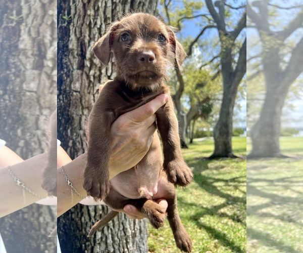 Medium Photo #4 Dachsador Puppy For Sale in Pompano Beach , FL, USA